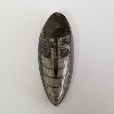 Orthoceras Fossil