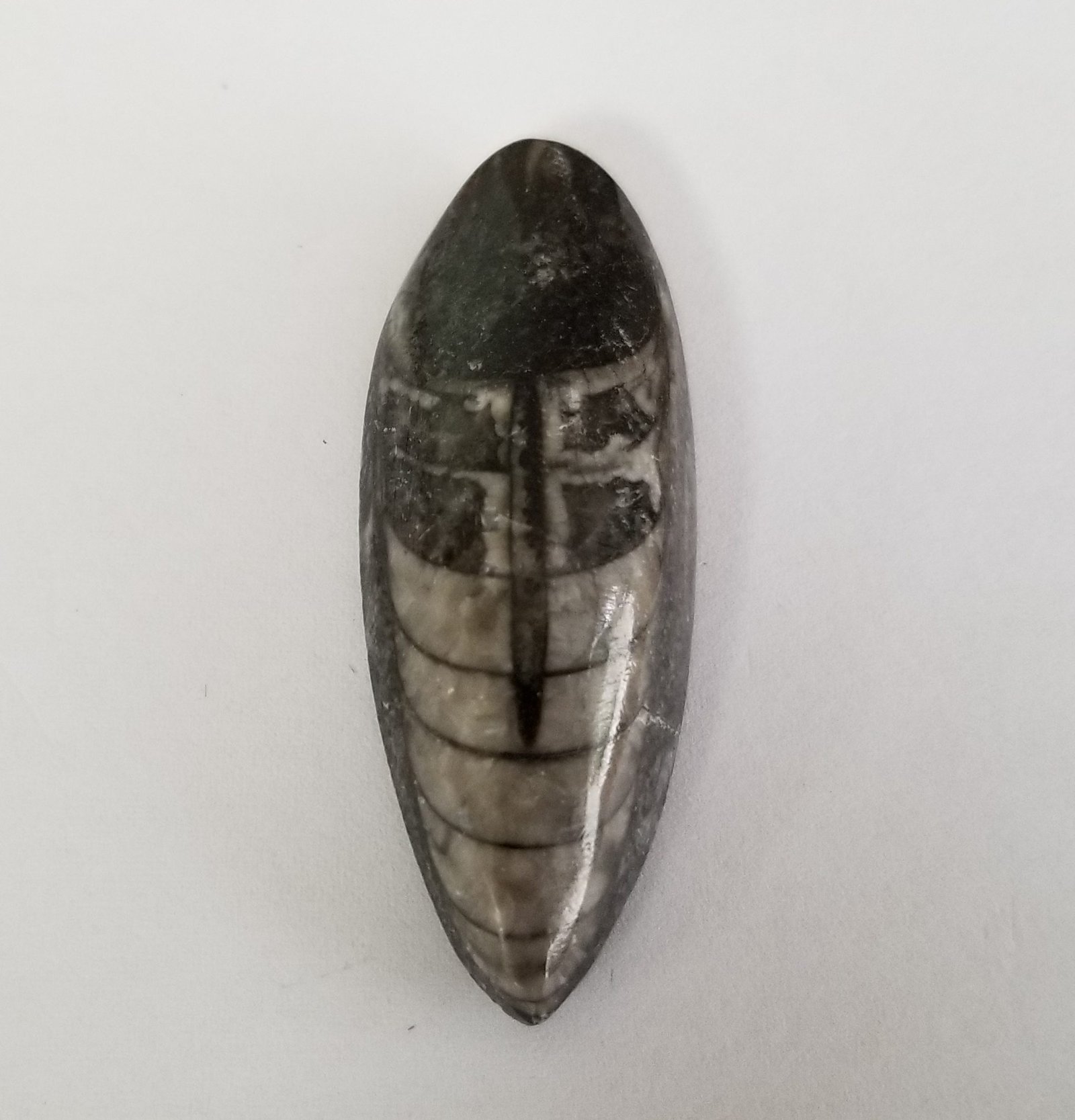 Orthoceras Fossil